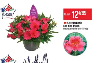 Alstroemeria Lys des Incas