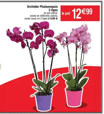 Cora x Carrefour Orchidée Phalaenops 3 tiges is offre