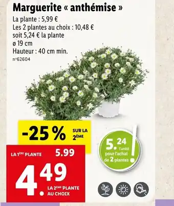 Lidl Marguerite « anthémise >> offre