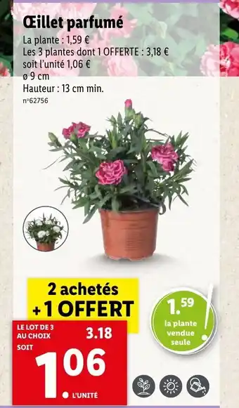 Lidl Œillet parfumé offre