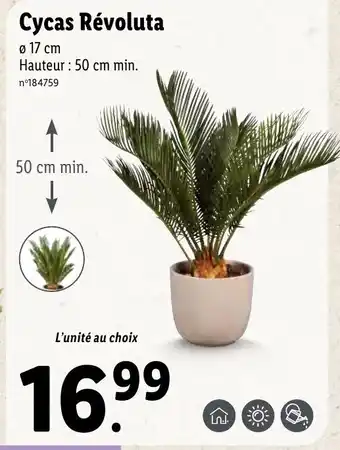 Cycas Révoluta