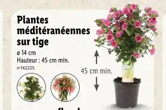 Lidl Plantes méditéranéennes sur tige offre