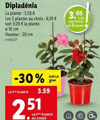 Lidl Dipladénia offre