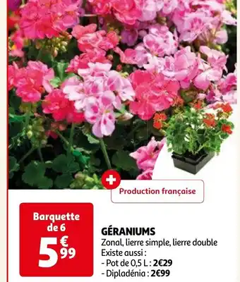 Auchan GÉRANIUMS offre