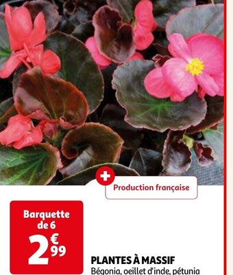 Auchan PLANTES À MASSIF offre