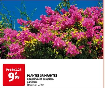 Auchan PLANTES GRIMPANTES offre