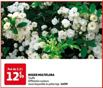 Auchan ROSIER MULTIFLORA offre