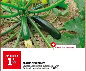 Auchan PLANTS DE LÉGUMES offre