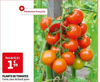 Auchan PLANTS DE TOMATES offre