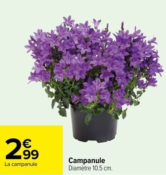 Carrefour Campanule offre