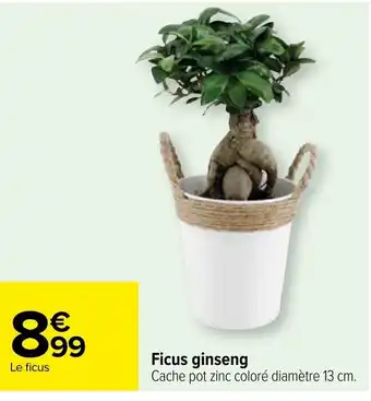 Carrefour Ficus ginseng offre