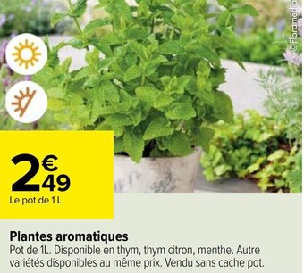 Carrefour Plantes aromatiques offre