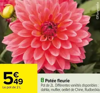 Carrefour Potée fleurie offre