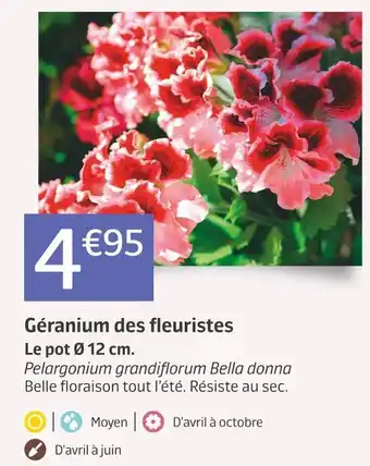 Jardiland Géranium des fleuristes offre