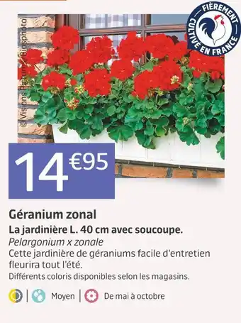 Jardiland Géranium zonal offre