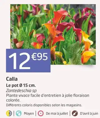 Calla
