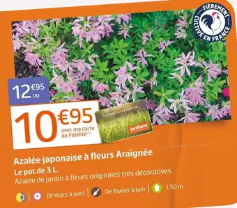 Jardiland Azalée japonaise à fleurs araignée offre