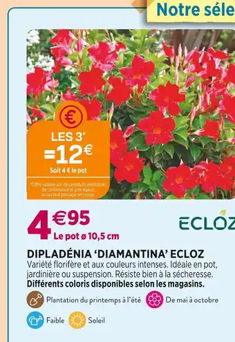 Delbard Ecloz dipladénia diamantina offre