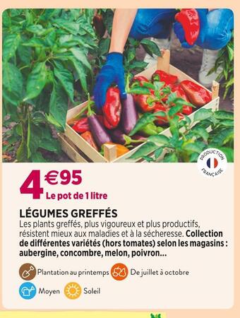Delbard Légumes greffés offre