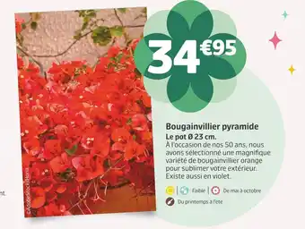 Bougainvillier pyramide