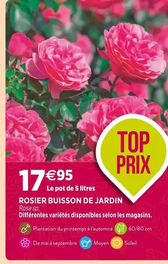 Delbard Rosier buisson de jardin offre