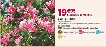 Laurier-rose