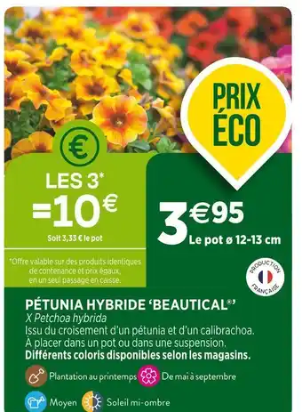 Pétunia hybride beautical