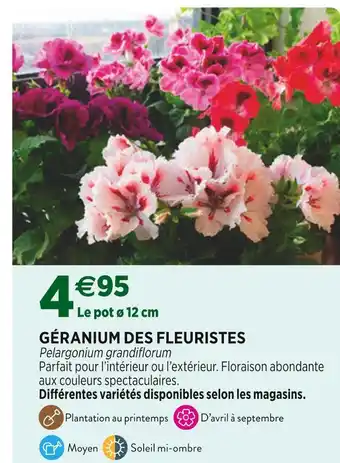 Delbard Géranium des fleuristes offre