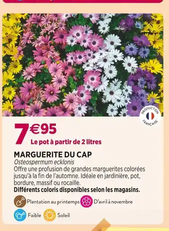 Delbard Marguerite du cap offre