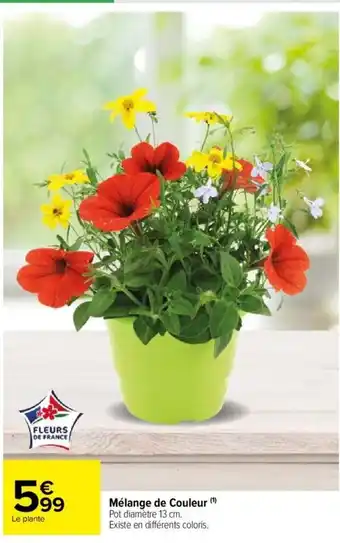 Carrefour Market Mélange de Couleur (¹) Pot diamètre 13 cm. Existe en différents coloris. offre