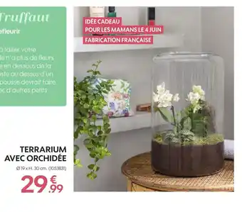 Truffaut Terrarium avec orchidée offre