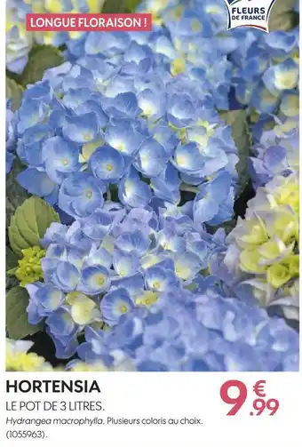 Hortensia