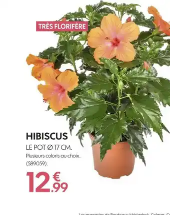 Hibiscus