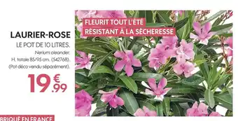 Truffaut Laurier-rose offre