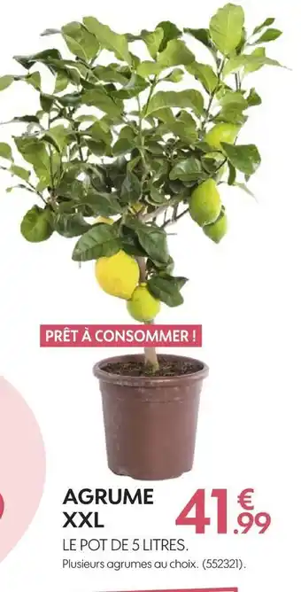 Agrume xxl