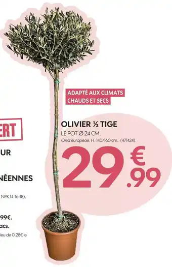 Truffaut Olivier ½ tige offre