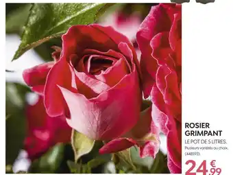 Rosier grimpant