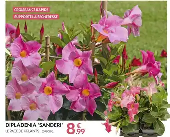 Truffaut Dipladenia ‘sanderi’ offre