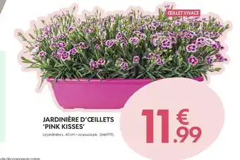Truffaut Jardinière d’œillets ‘pink kisses’ offre