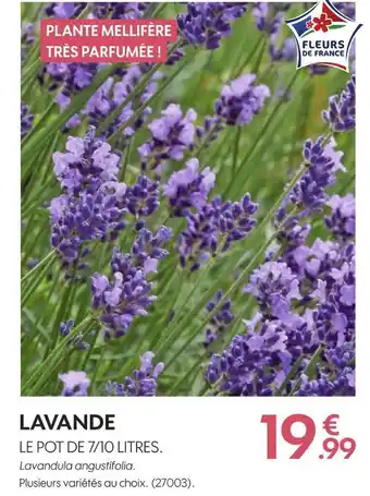 Truffaut Lavande offre