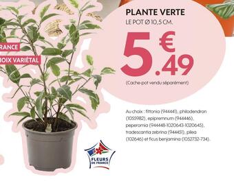 Truffaut Plante verte offre