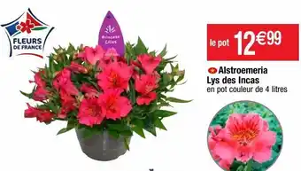 Cora x Carrefour Plantes à fleurs offre