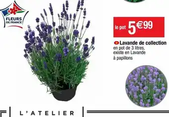 Cora x Carrefour Lavande offre