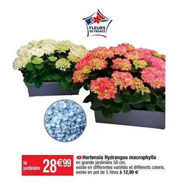 Cora x Carrefour Hortensia offre
