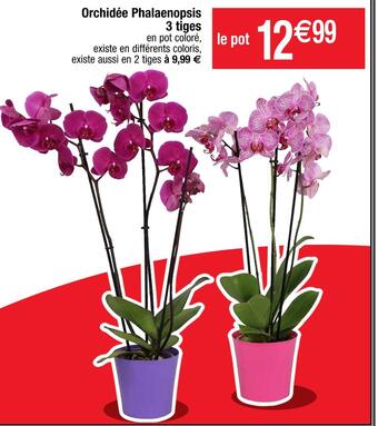 Cora x Carrefour Orchidée phalaenopsis 3 tiges offre