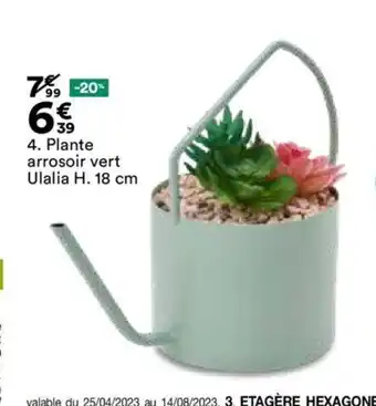 BUT 4. Plante arrosoir vert Ulalia H. 18 cm offre