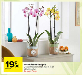 Carrefour Market Orchidée Phalaenopsis offre