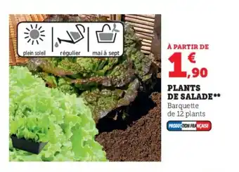 Super U PLANTS DE SALADE** offre
