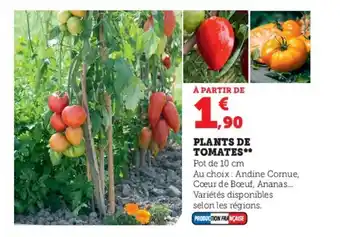 Super U PLANTS DE TOMATES** offre