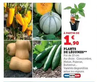 Super U PLANTS DE LÉGUMES** offre